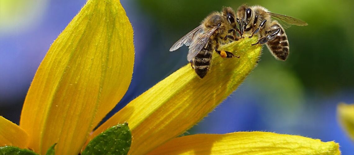 méhészeti támogatás